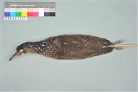 藏品(黑冠麻鷺)的圖片